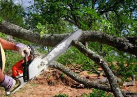 Professional Tree Care Services in Troy, PA